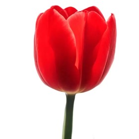 Tulipanes Rojos Tulipanes Rojos