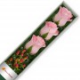 CAJA DE 3 ROSAS ROSADAS